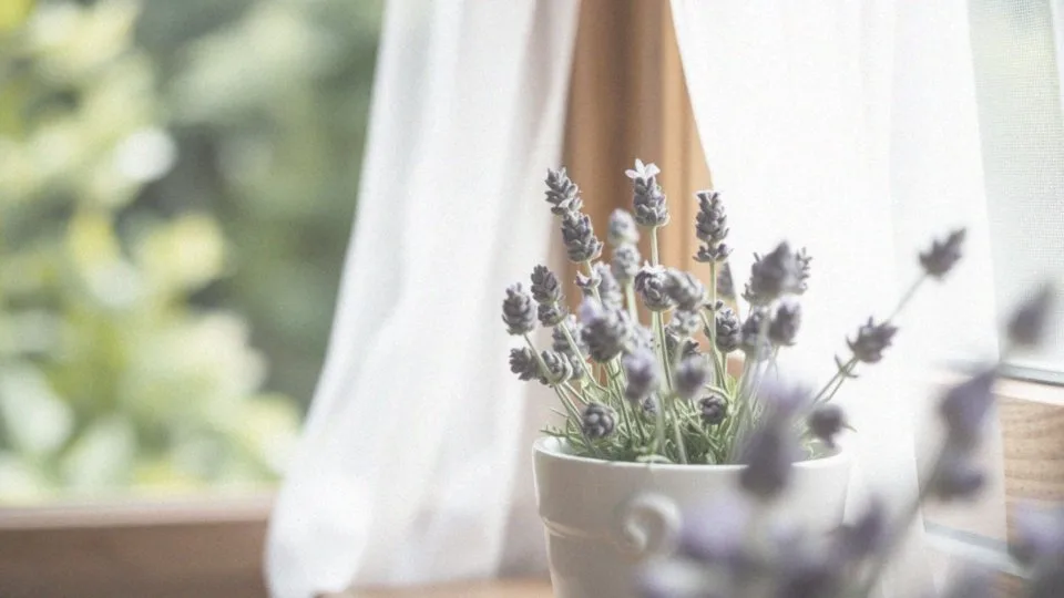 Czy lawenda jest trująca dla kota? Bezpieczeństwo i zagrożenia